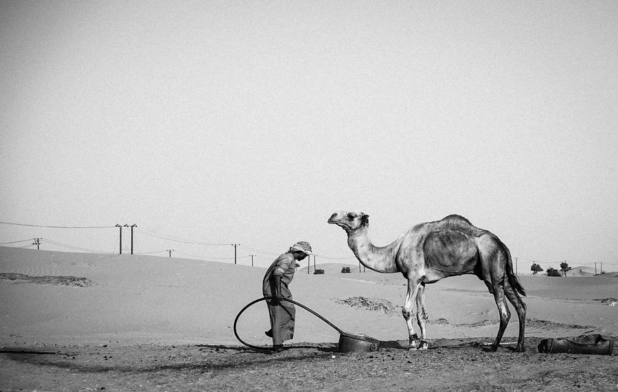 Camel Photograph - Camel Herder - I by Utku Sarioz