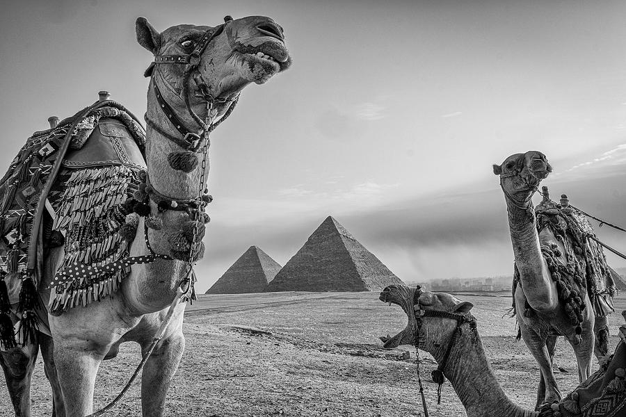 Camel Humour Photograph by Ali Khataw