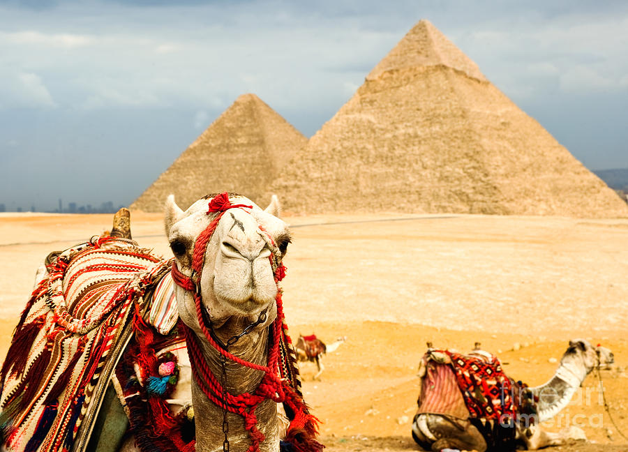 Arid Photograph - Camel In Egypt by Nutsiam Arid Photograph - Camel In Egypt by Nutsiam
