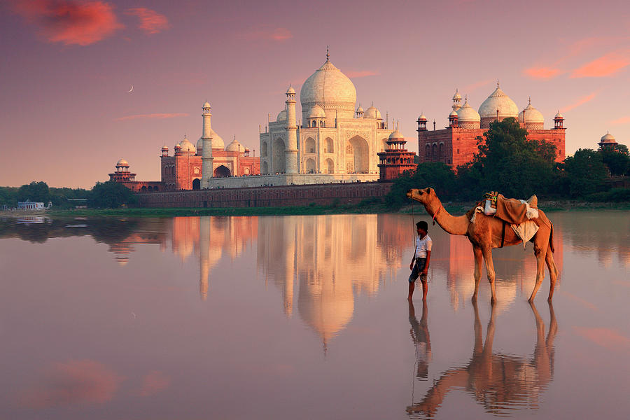 Camel In Front Of Taj Mahal, India Digital Art by Gunter Grafenhain