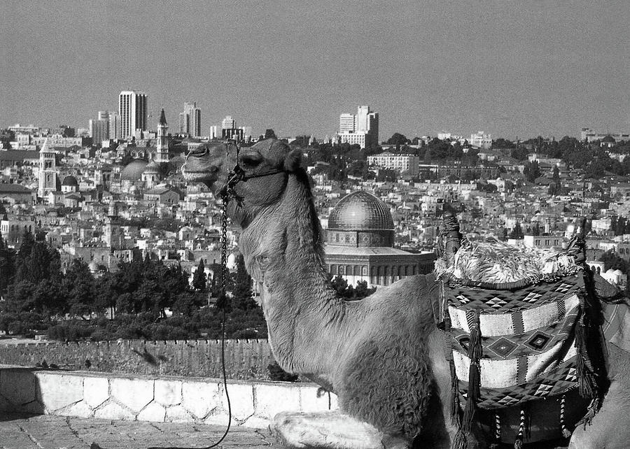 Camel in Jerusalem Black and White Photograph by Munir Alawi