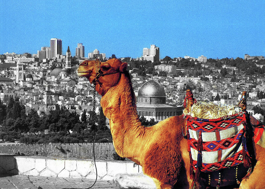 Camel in  Jerusalem Mixed Photograph by Munir Alawi