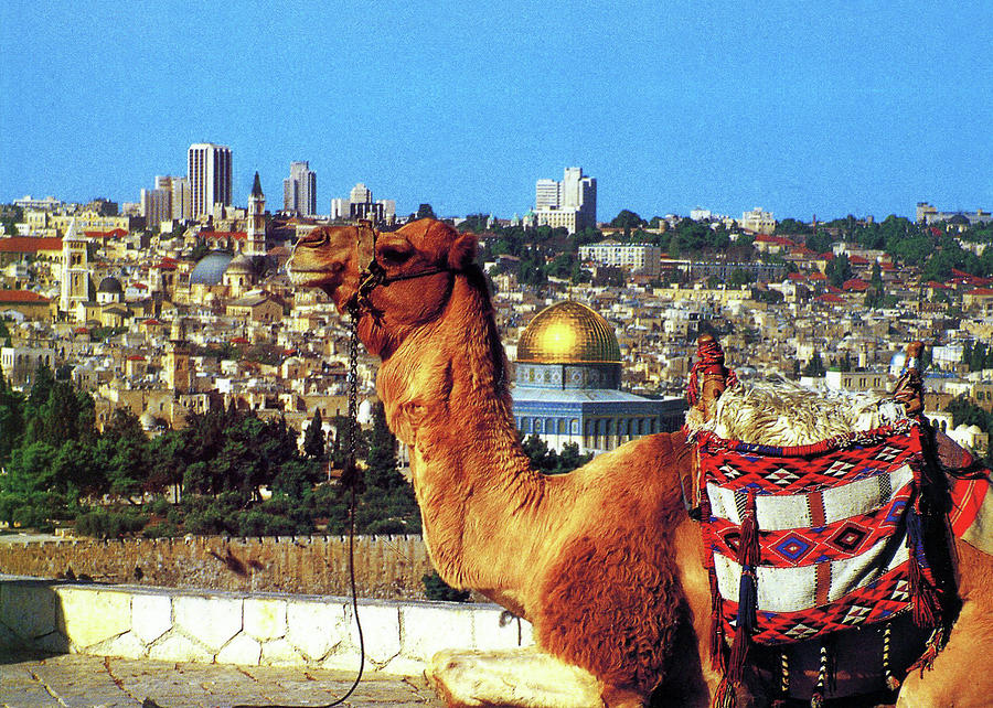 Camel in Jerusalem Photograph by Munir Alawi