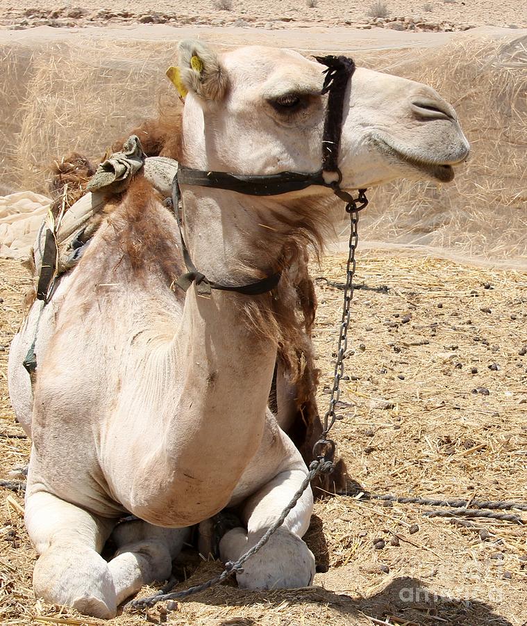 Camel in Mitzpe Ramon, Israel Photograph by Jody Frankel