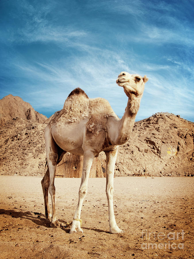 Camel Photograph by Jelena Jovanovic