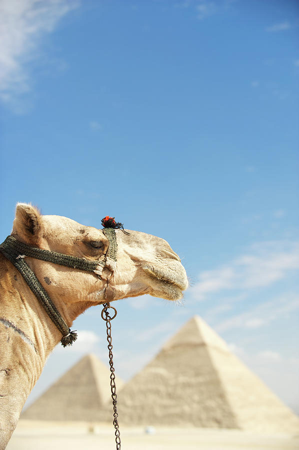 Camel Looks Out Over Great Pyramids Of Photograph by Peskymonkey
