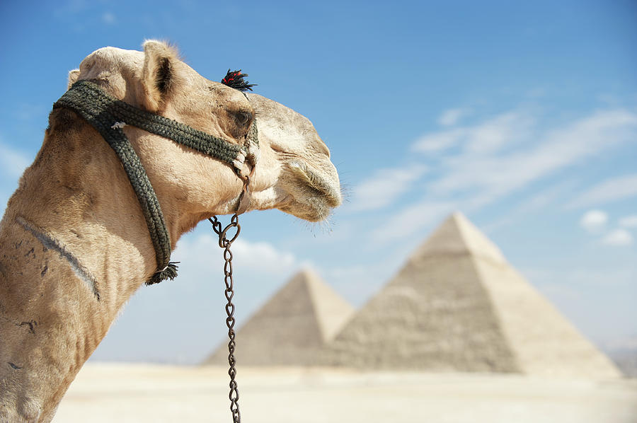 Camel Looks Out Over Great Pyramids Photograph by Peskymonkey