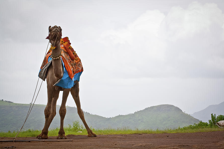 Camel On The Hill Photograph by Nishanth Jois