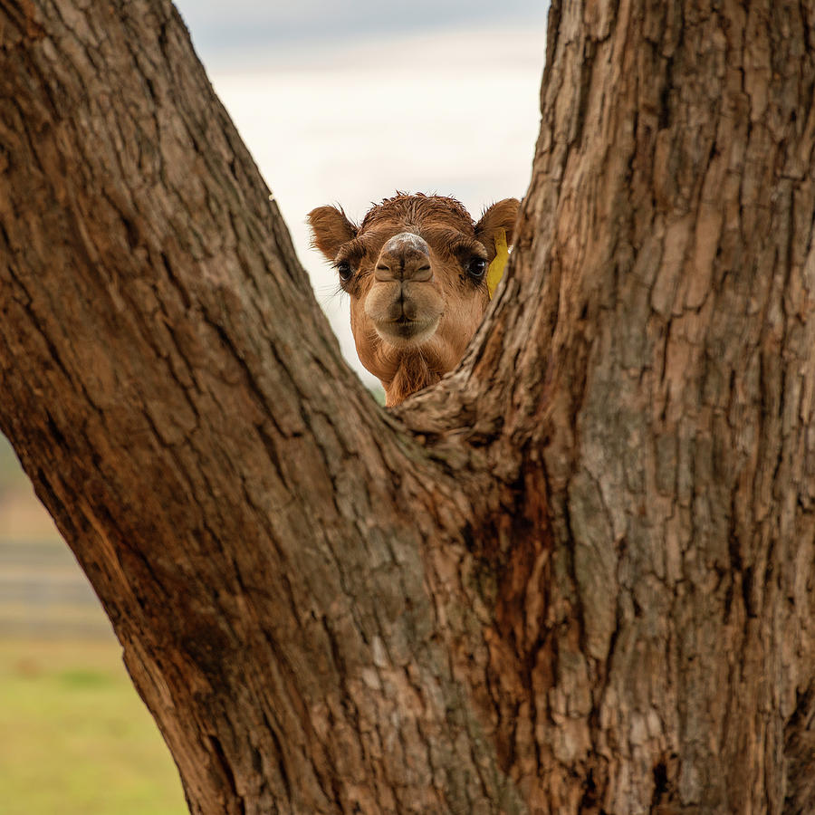 Camel out amongst nature by Rob D Imagery Camel out amongst nature by Rob D Imagery