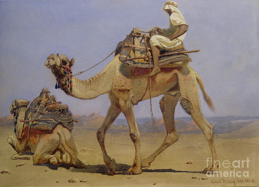 Camel Preparing To Lie Down, 1858 Painting by Carl Haag