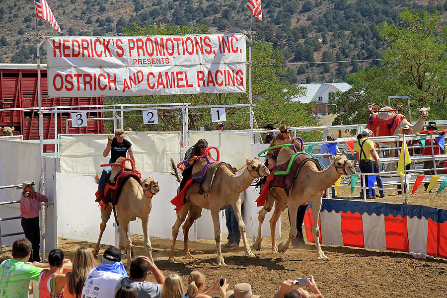 Camel Races Photograph by Donna Kennedy