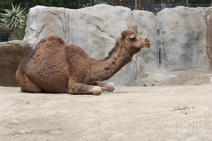 Telfer Photograph - Camel Resting by John Telfer
