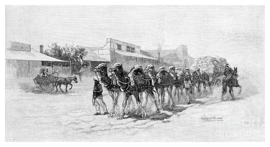 Camel Team, Wilcannia, New South Wales Drawing by Print Collector