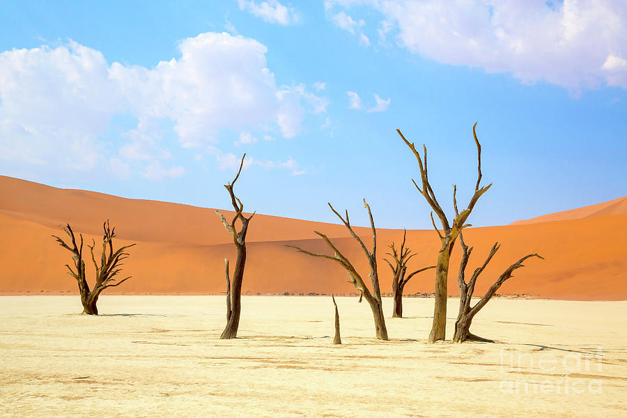 Camel thorn trees in Sossusvlei, Namibia Photograph by Julia Hiebaum
