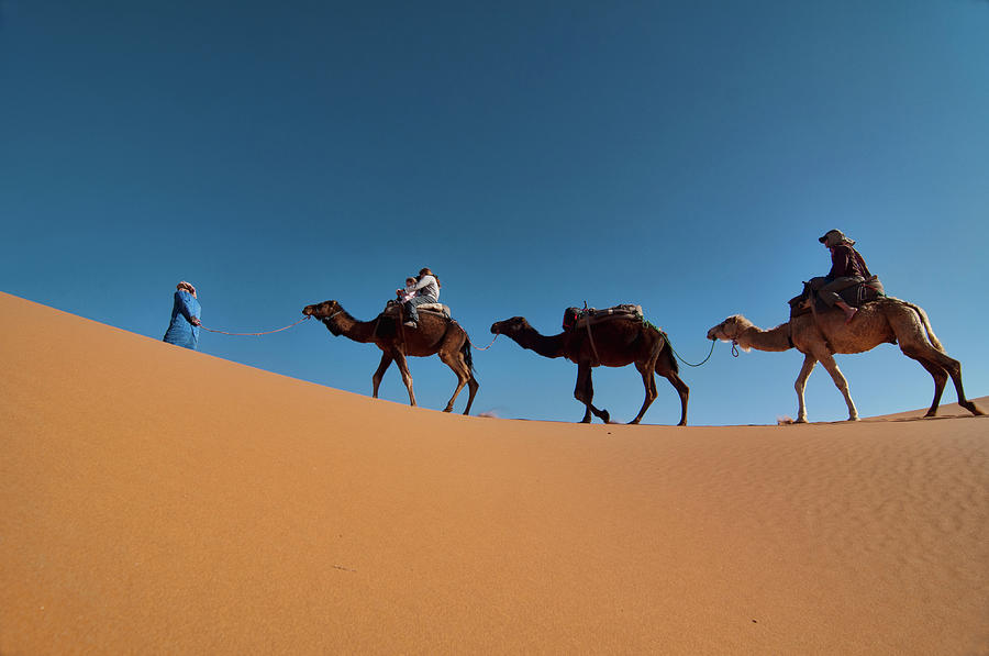 Camel Trekking In Sahara Photograph by Dave Stamboulis Travel Photography