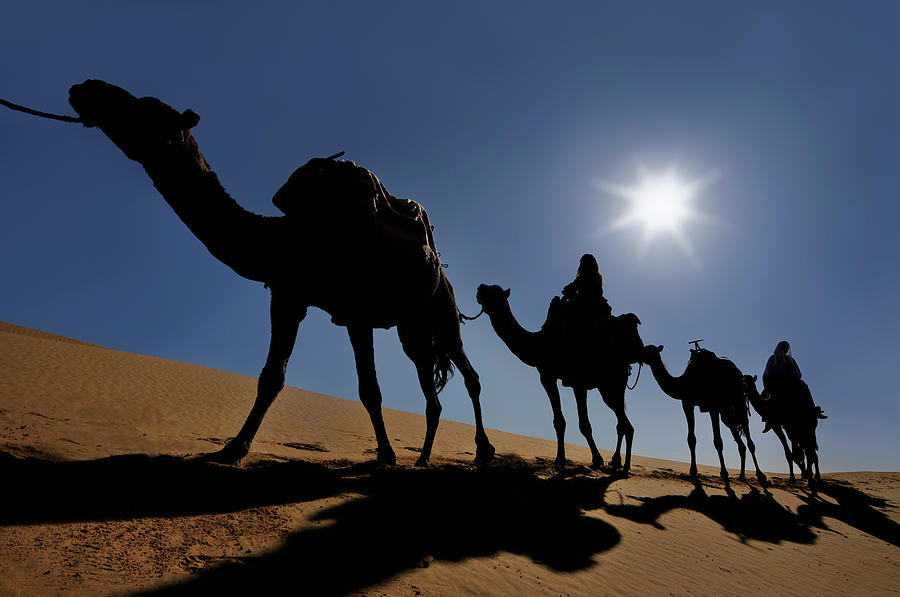 Camel Photograph by Ugurhan