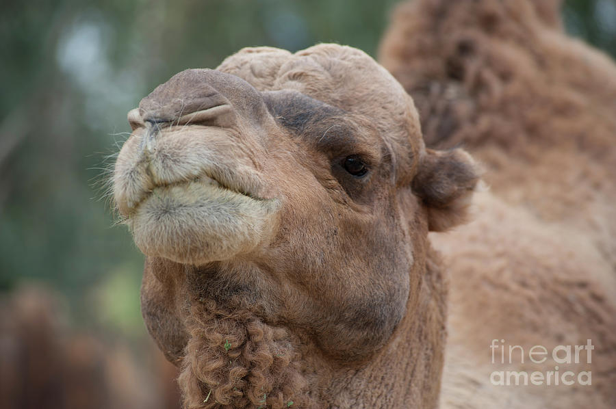 Camel up close Photograph by Christy Garavetto