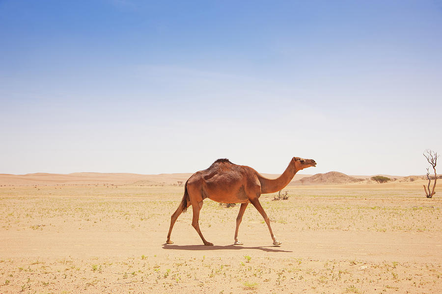 Camel Walking Alone In The Desert Photograph by Mlenny