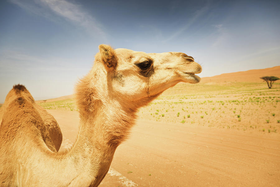 Camel Wildlife In The Desert Animal Photograph by Mlenny
