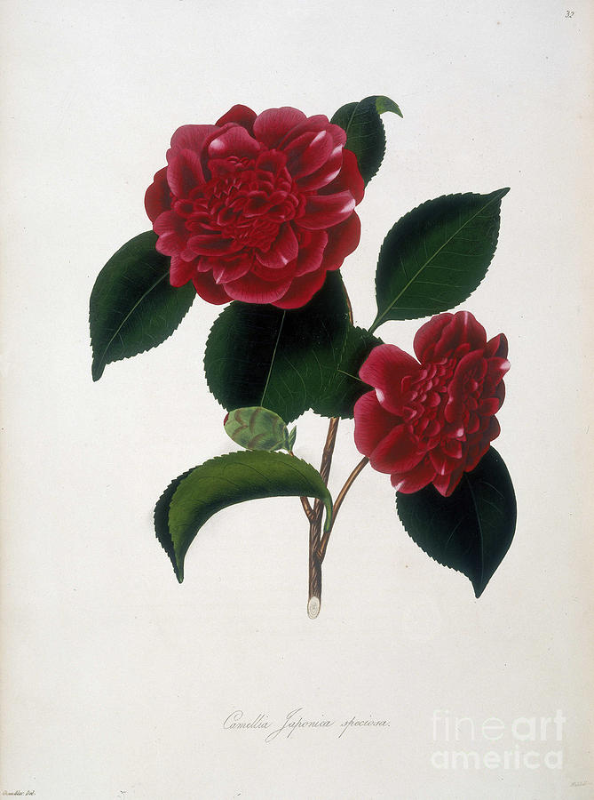 Camelia, Camellia Japonica Vintage Botanical Print Painting by European ...