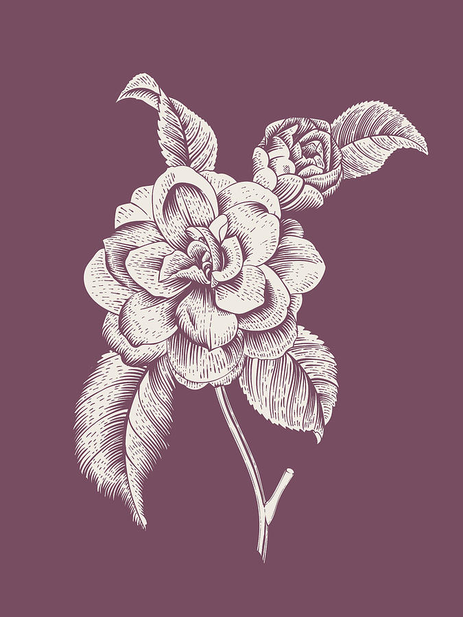 Flower Mixed Media - Camelia Purple Flower by Naxart Studio