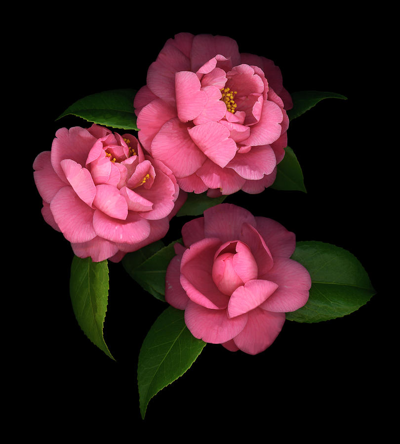 Camellia Painting - Camellia #8 by Susan S. Barmon