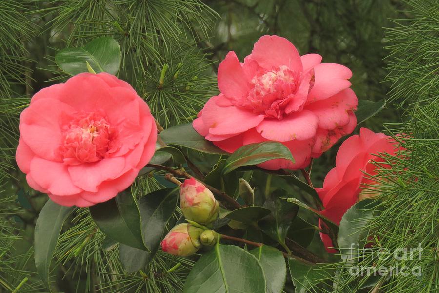 Camellia among pines by Frank Townsley Camellia among pines by Frank Townsley