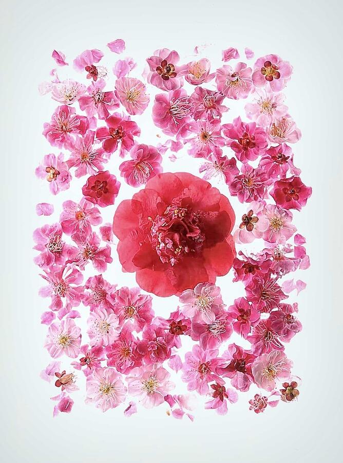 Flower Photograph - Camellia And Plum Blossom by Fangping Zhou