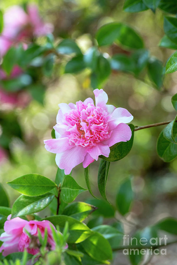 Camellia Ballet Queen Variegated Flower in Spring  Photograph by Tim Gainey