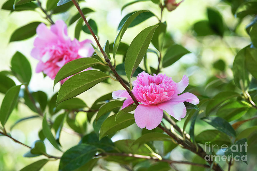 Camellia Ballet Queen Variegated Flower  Photograph by Tim Gainey