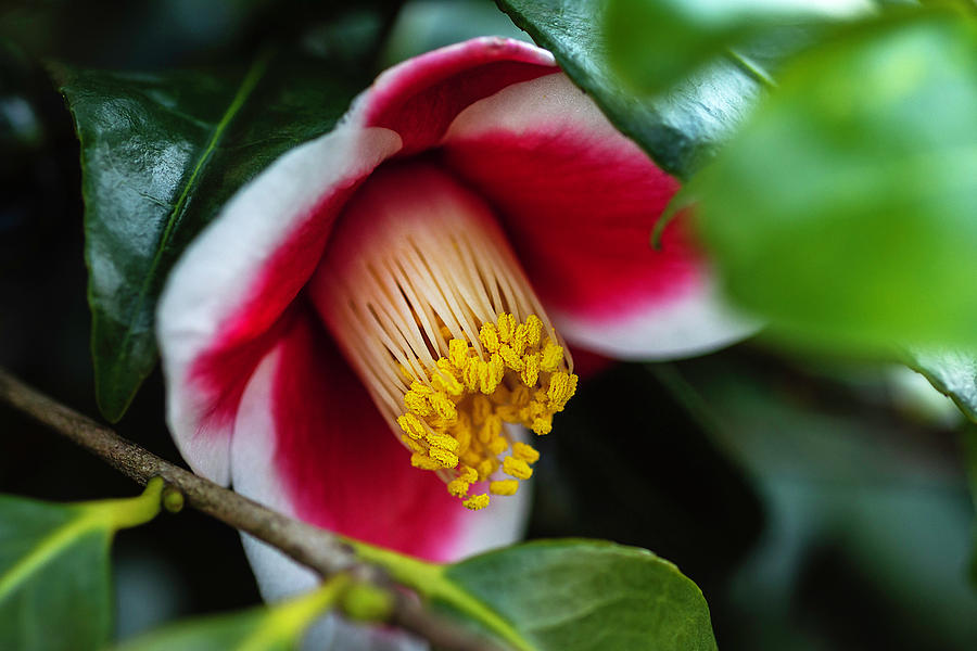 Camellia Bloom And Leaves Photograph