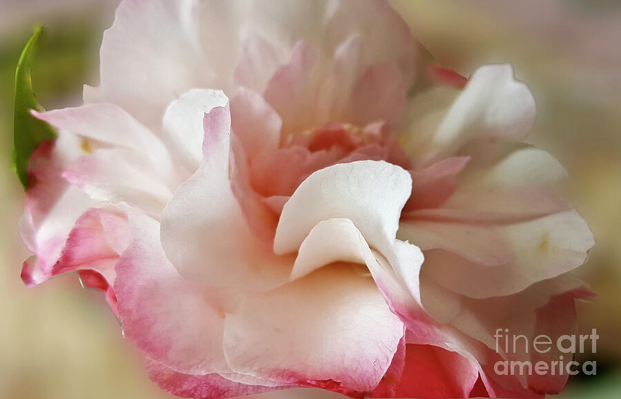 Camellia Blush Photograph