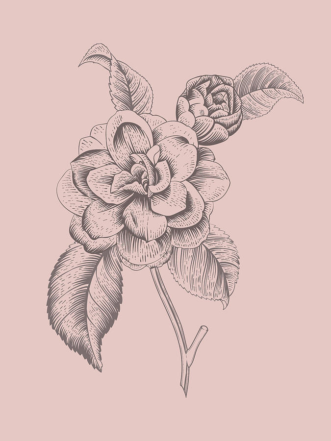 Flower Mixed Media - Camellia Blush Pink Flower by Naxart Studio
