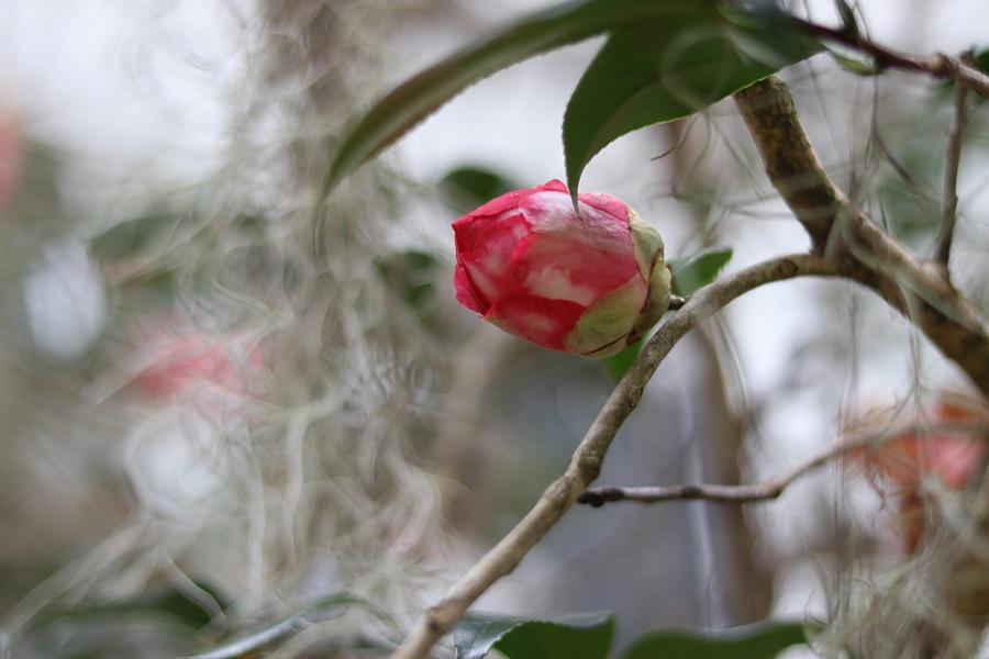 Camellia Bud  Photograph by Kylie Jeffords