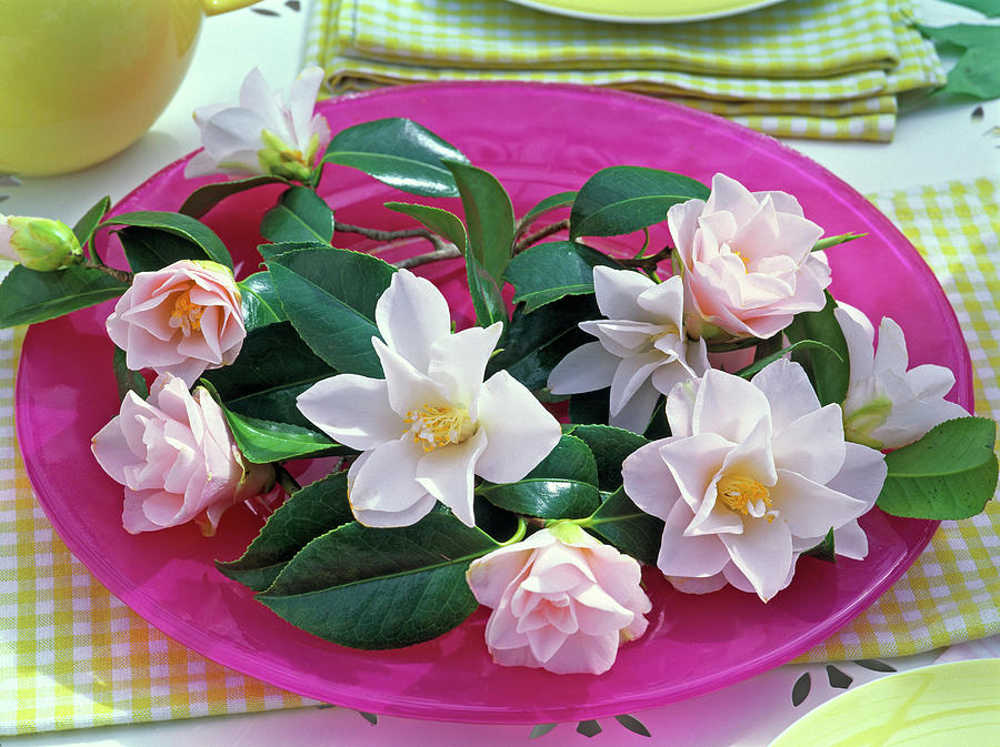 Camellia hagoromo camellia Flowers And Leaves Of , Pink Photograph by Friedrich Strauss