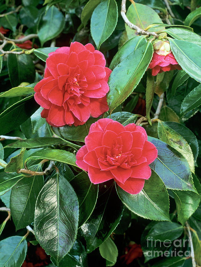 Camellia Japonica paths Of Glory Photograph by Geoff Kidd/science Photo Library