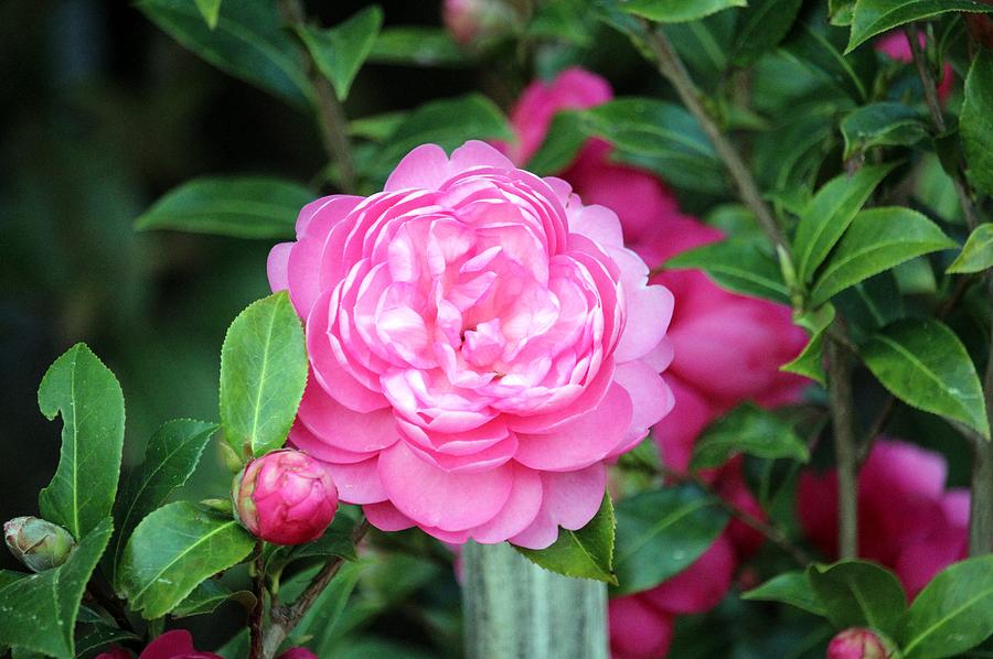 Camellia Joy Photograph by Cynthia Guinn