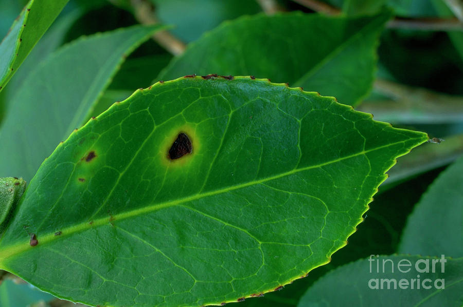 Camellia Leaf Spot Photograph by Geoff Kidd/science Photo Library