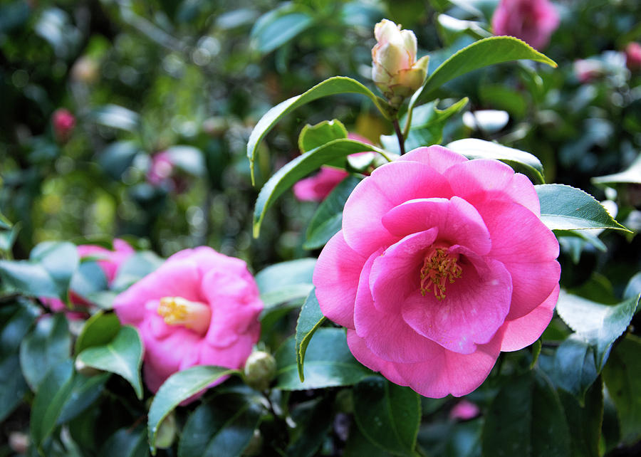Camellia Life by Ed Waldrop Camellia Life by Ed Waldrop