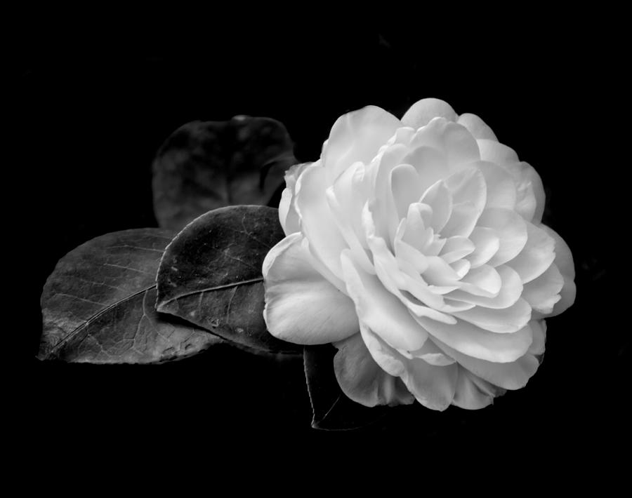 Still Life Photograph - Camellia by Luis Angel Martnez Vidal