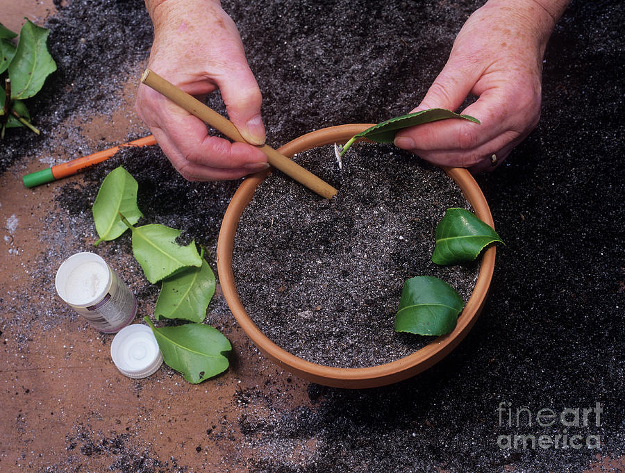 Camellia Propagation Photograph by Geoff Kidd/science Photo Library ...