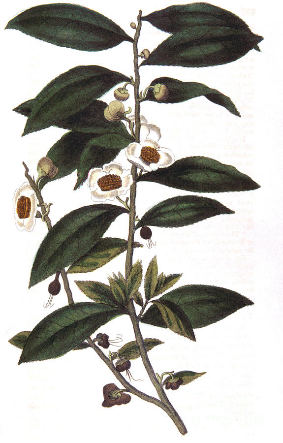 Camellia Sinensis - Tea Plant, 1823 Drawing by Print Collector