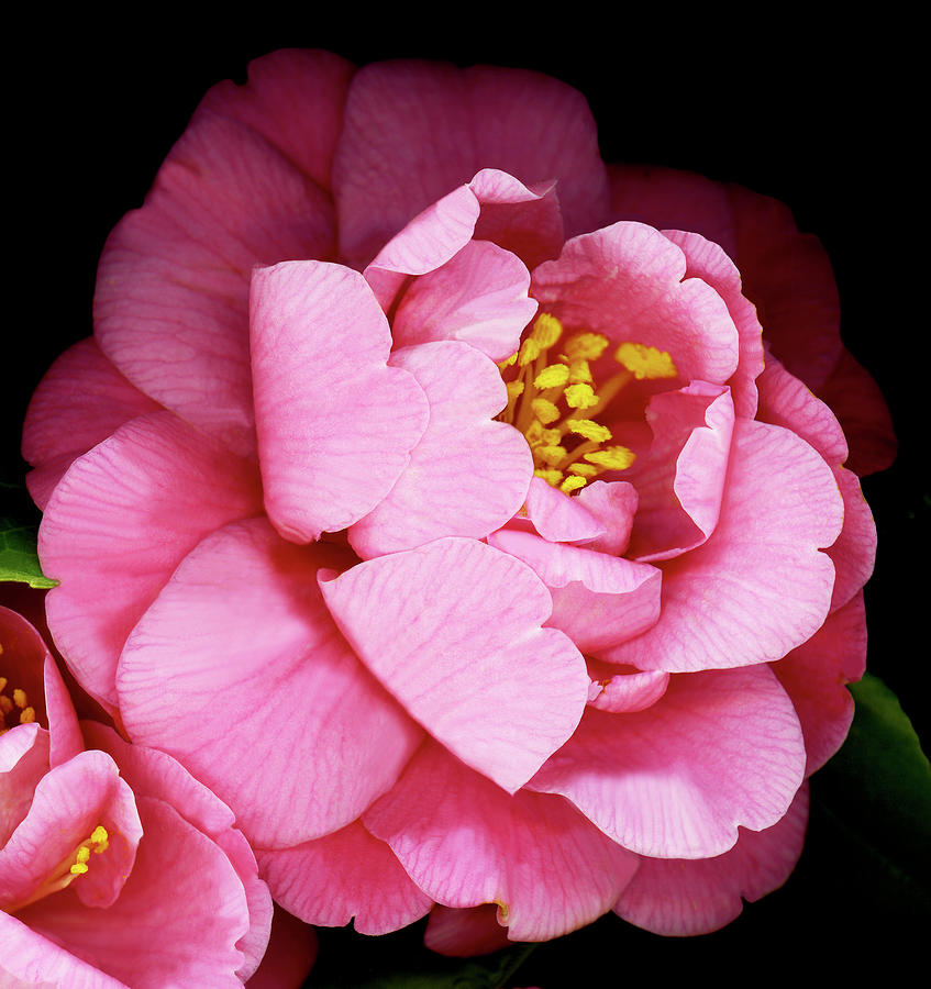 Flowers Still Life Photograph - Camellia by Susan S. Barmon