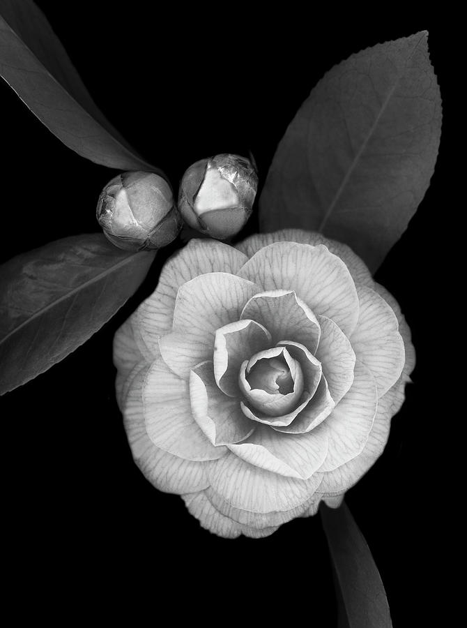 Flower Painting - Camellia With Buds B-w by Susan S. Barmon