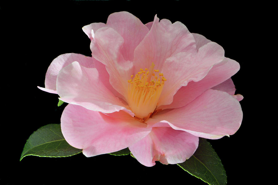 Camellia x Williasii Photograph by Terence Davis