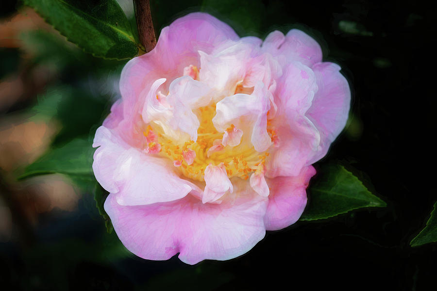 Camellias Japonica 103 Photograph by Rich Franco