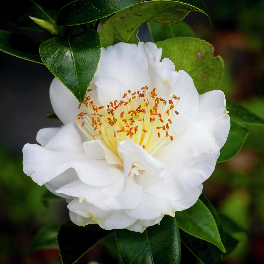 Camellias Japonica 115 Photograph by Rich Franco