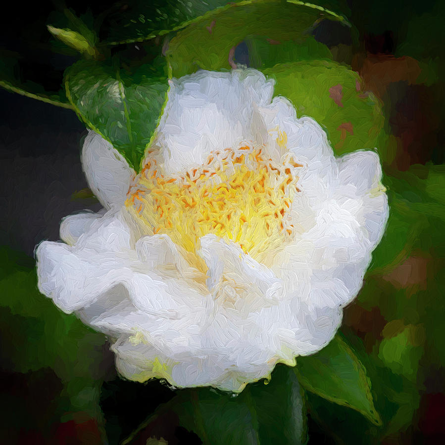 Camellias Japonica 116 Photograph by Rich Franco