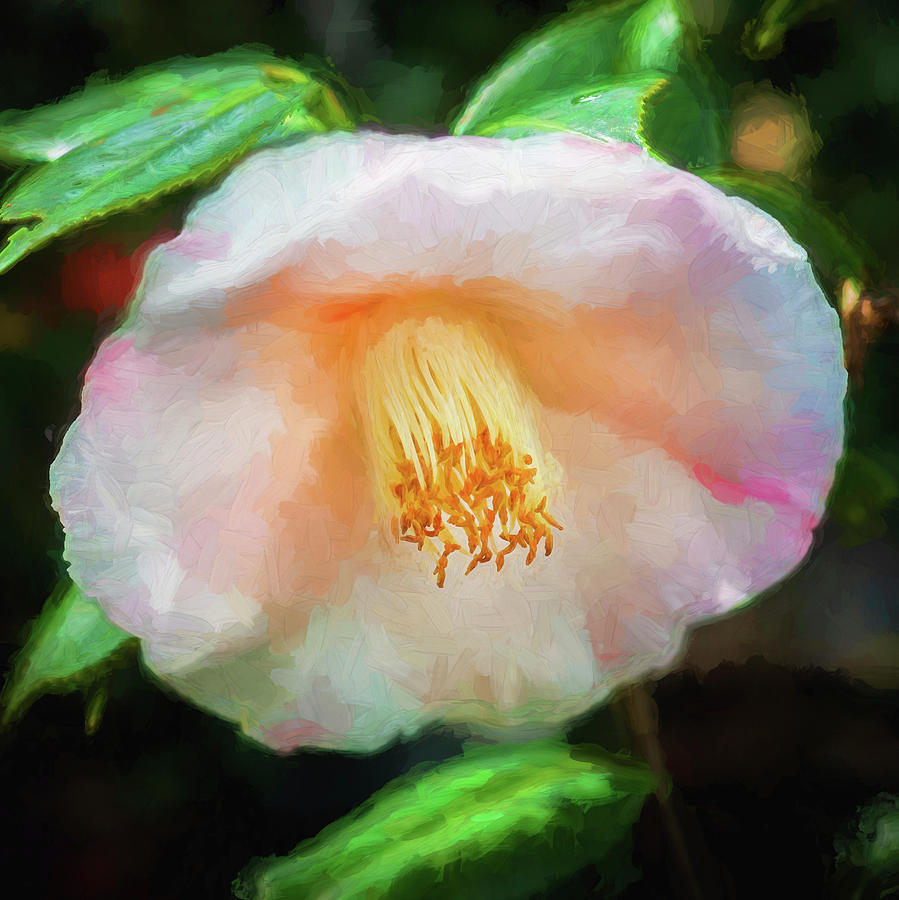 Camellias Japonica 118 Photograph by Rich Franco