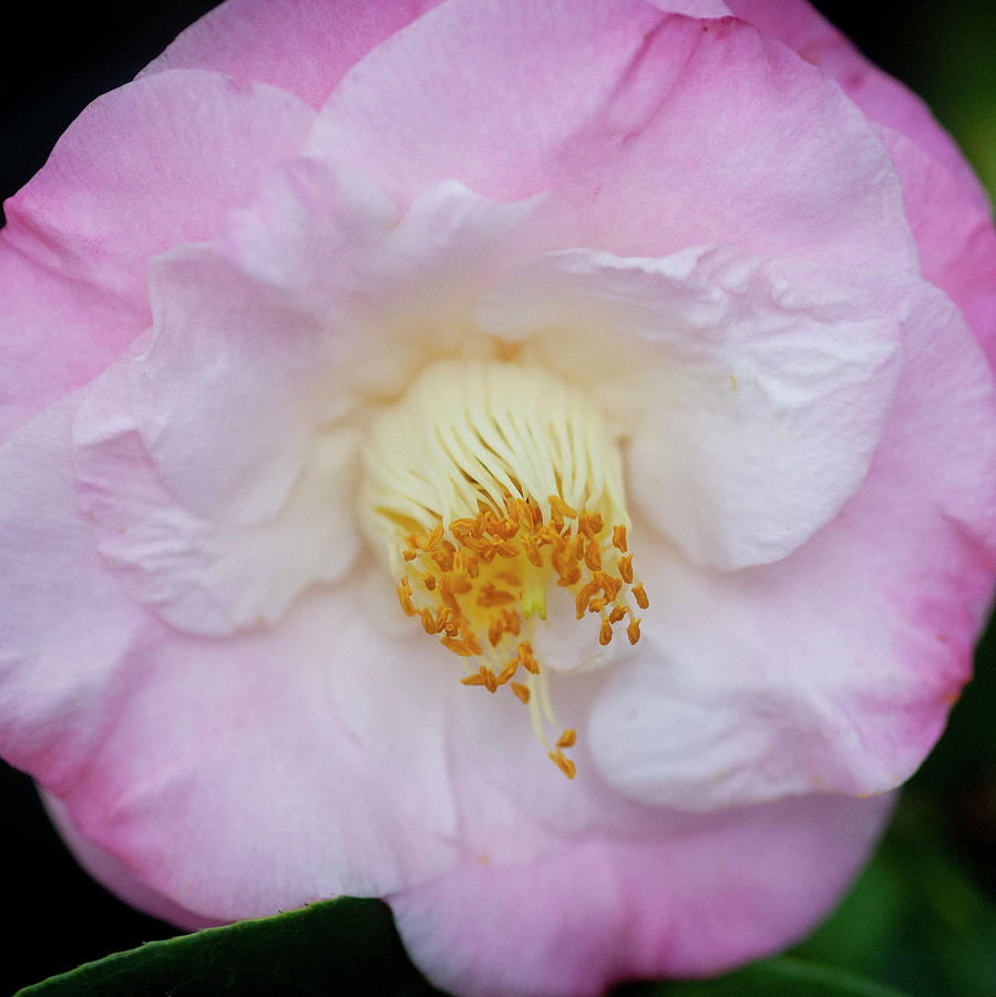 Camellias Japonica 124 Photograph by Rich Franco